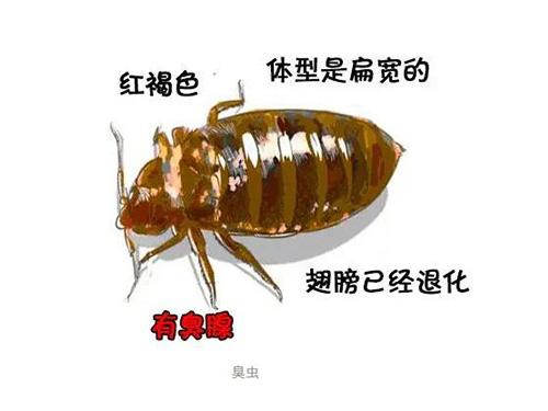 如何才能預(yù)防臭蟲(chóng)進(jìn)入家里呢？